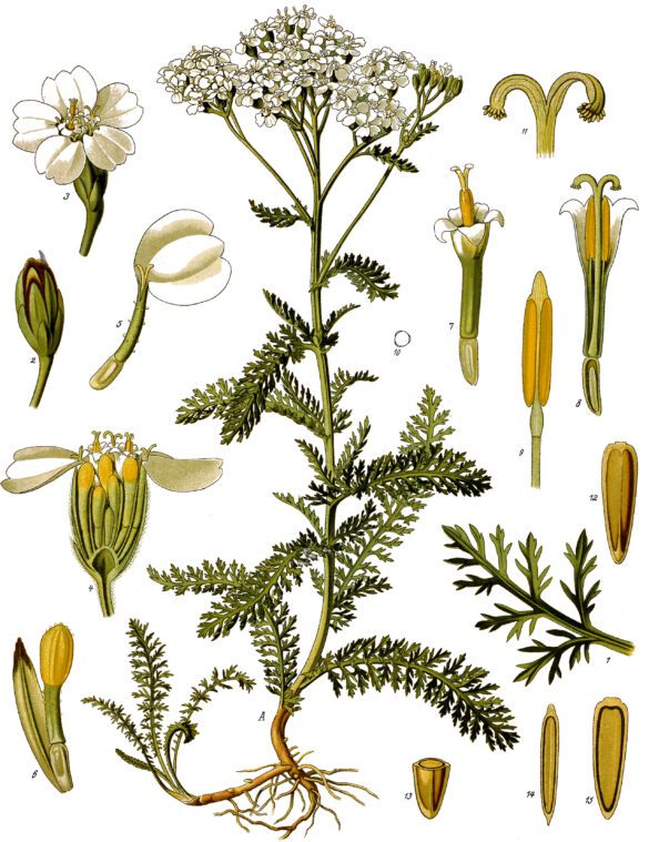 Achillea_millefolium