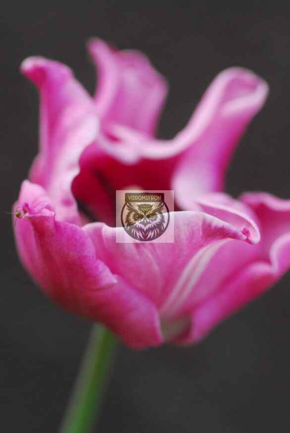HLI_0043